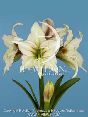 botanic stock photo Hippeastrum