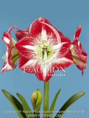 botanic stock photo Hippeastrum
