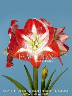 botanic stock photo Hippeastrum