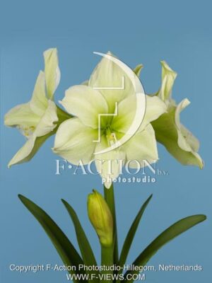 botanic stock photo Hippeastrum