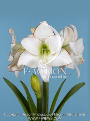 botanic stock photo Hippeastrum