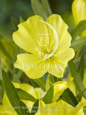 botanic stock photo Oenothera