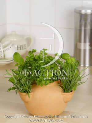 botanic stock photo Herbs