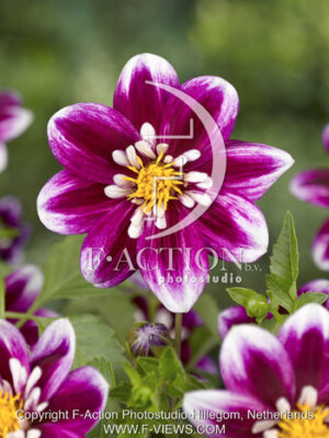 botanic stock photo Dahlia