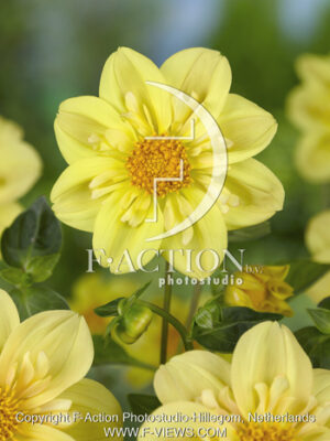 botanic stock photo Dahlia