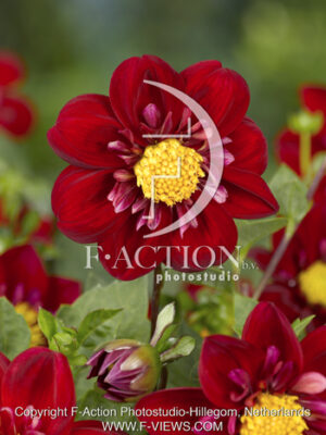 botanic stock photo Dahlia