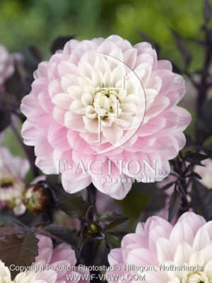 botanic stock photo Dahlia