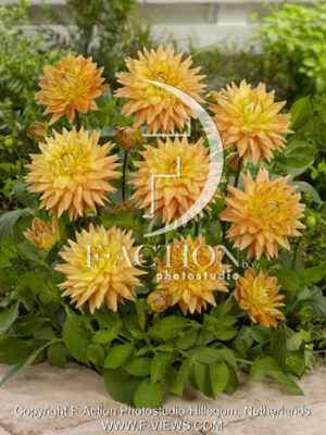 botanic stock photo Dahlia