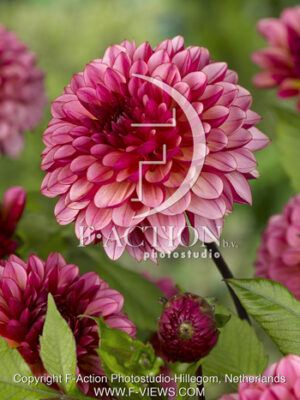 botanic stock photo Dahlia