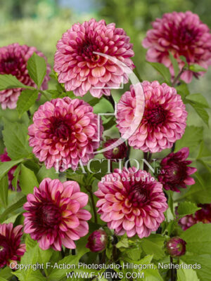 botanic stock photo Dahlia