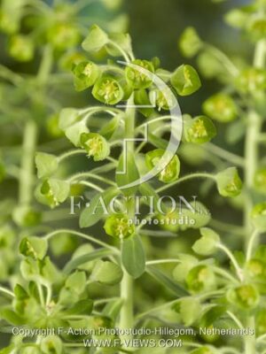 botanic stock photo Euphorbia