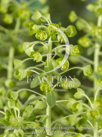 botanic stock photo Euphorbia