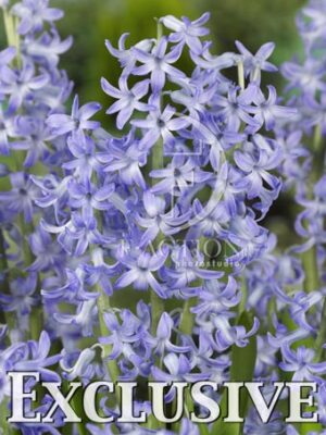 botanic stock photo Hyacinthus