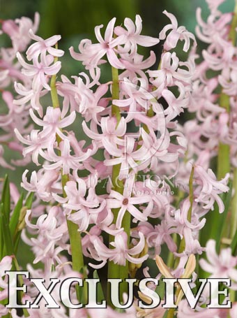 botanic stock photo Hyacinthus