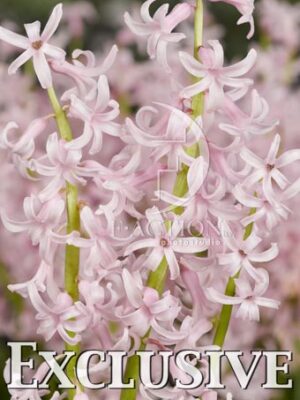 botanic stock photo Hyacinthus