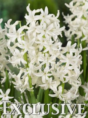 botanic stock photo Hyacinthus