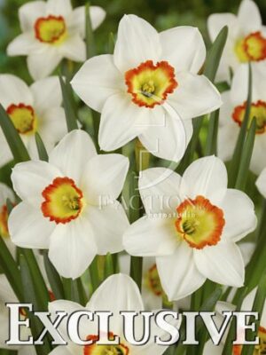 botanic stock photo Narcissus