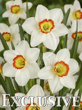 botanic stock photo Narcissus