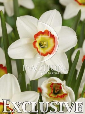 botanic stock photo Narcissus