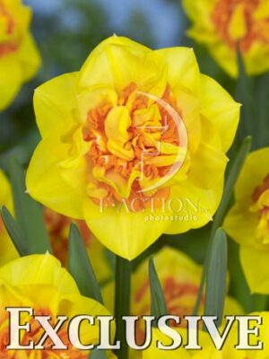 botanic stock photo Narcissus