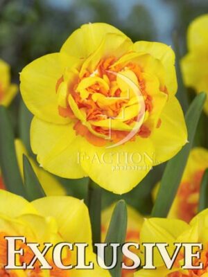 botanic stock photo Narcissus