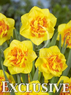 botanic stock photo Narcissus