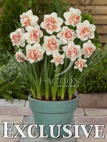 botanic stock photo Narcissus