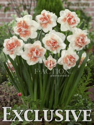 botanic stock photo Narcissus