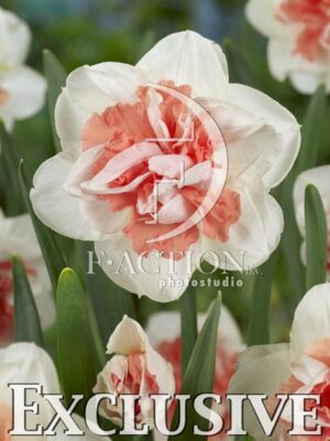botanic stock photo Narcissus