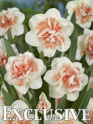 botanic stock photo Narcissus