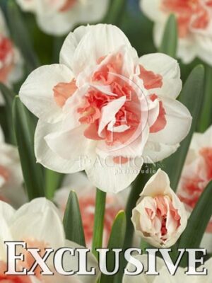 botanic stock photo Narcissus