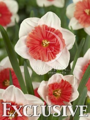 botanic stock photo Narcissus