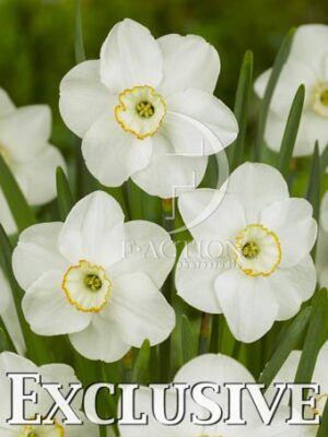 botanic stock photo Narcissus