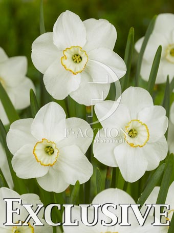 botanic stock photo Narcissus