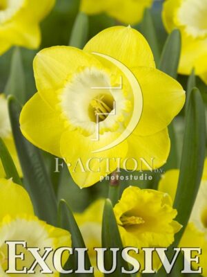 botanic stock photo Narcissus