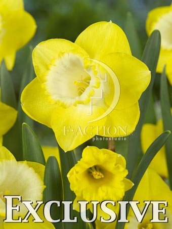 botanic stock photo Narcissus