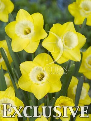 botanic stock photo Narcissus