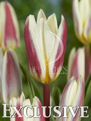 botanic stock photo Tulipa