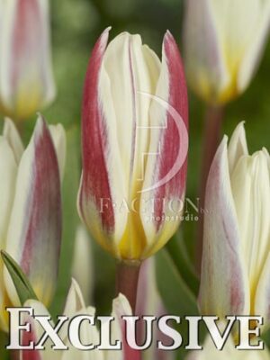 botanic stock photo Tulipa