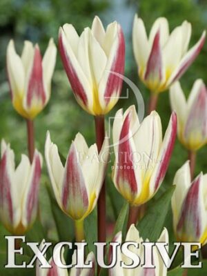 botanic stock photo Tulipa