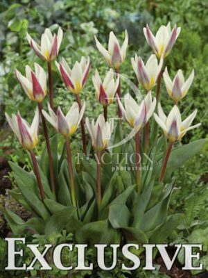 botanic stock photo Tulipa
