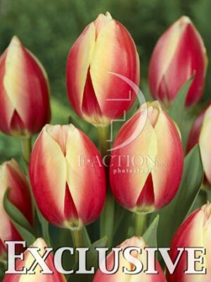 botanic stock photo Tulipa