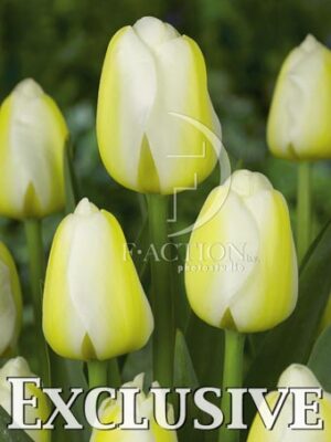 botanic stock photo Tulipa