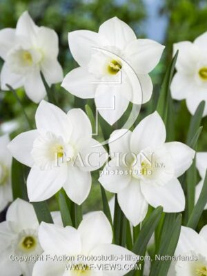 botanic stock photo Narcissus