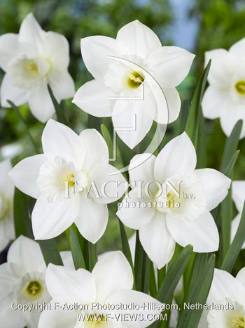 botanic stock photo Narcissus