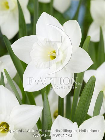 botanic stock photo Narcissus
