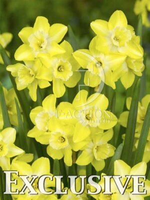 botanic stock photo Narcissus