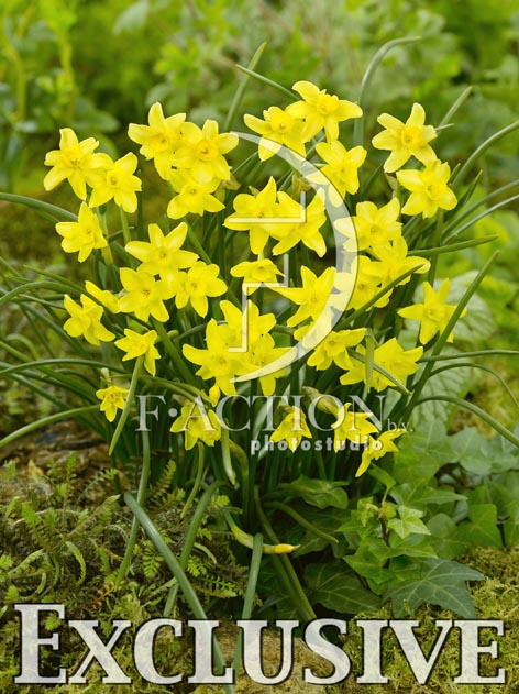 botanic stock photo Narcissus