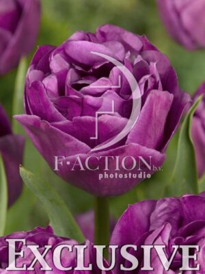 botanic stock photo Tulipa
