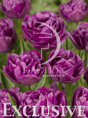 botanic stock photo Tulipa